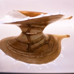 Lysebrunt konkylie glasfad